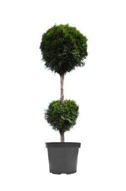 Туя западная Смарагд 2 шара (Smaragd)