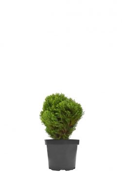 Туя западная Тедди (Teddy)