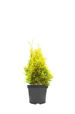 Туя западная Янтарь (Jantar)