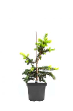 Ель колючая Майголд (Maigold)