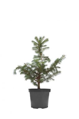 Ель колючая Роял Блю (Royal Blue)