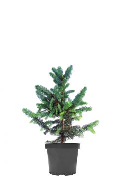 Ель колючая Супер Блю (Super blue)