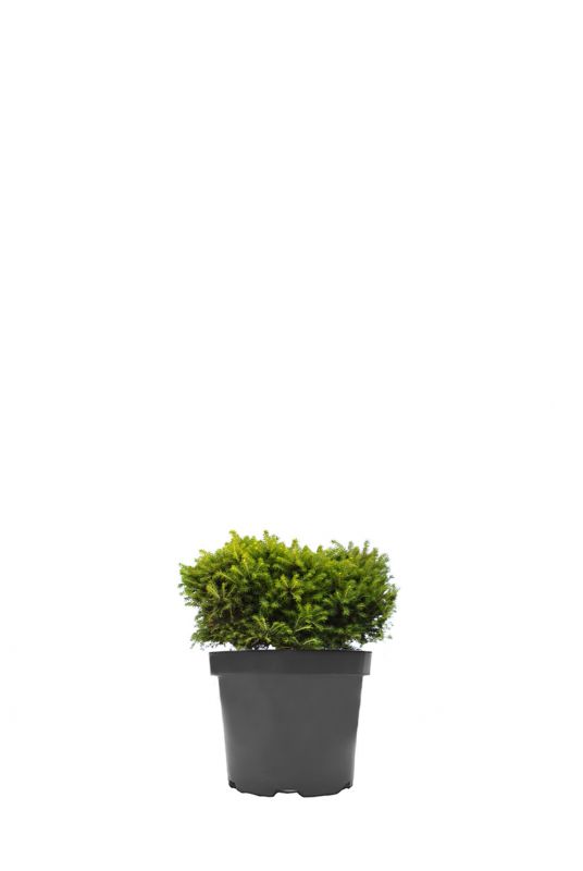 Ель обыкновенная Литл Джем (Little gem)