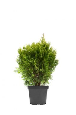 Туя складчатая Винтер Пинк (Winter pink)