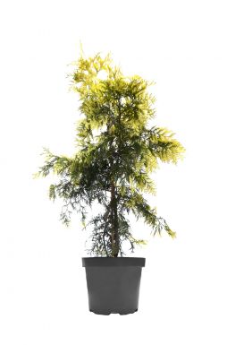 Туя складчатая Зебрина Экстра Голд (Zebrina extra gold)