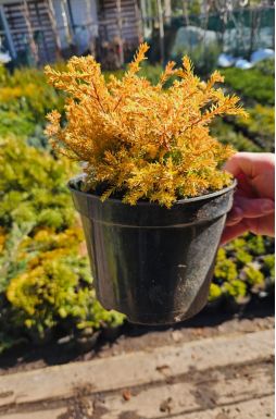 Туя западная Клот оф Голд (Cloth of God)