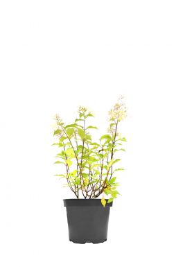 Гортензия Дартс Литл Дот (Darts Little Dot)