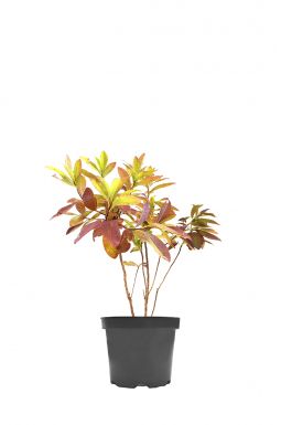 Азалия Сарина (Sarina)