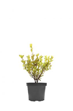 Азалия Фаербол (Fireball)