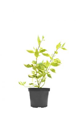 Дерен белый Айвори Хало (Ivory Halo)