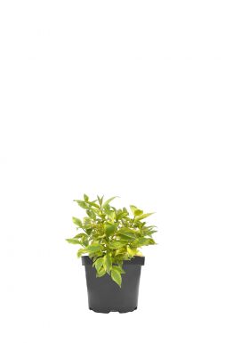 Дёрен белый Гоучаулти (Gouchaultii)