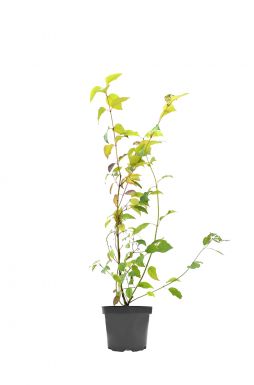 Дерен белый Сайбериан Перл (Siberian Pearls)