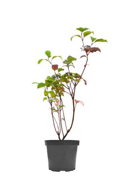 Дерен белый Сибирика (Sibirica)