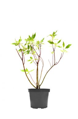 Дерен белый Сибирика Вариегата (Sibirica Variegata)