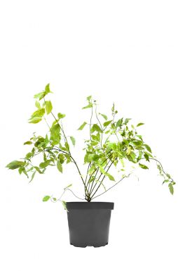 Дерен белый Шпети (Spaethii)