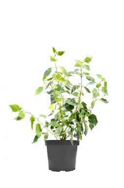 Дерен белый Элегантиссима (Elegantissima)