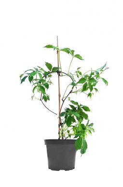 Виноград девичий Мурорум (Murorum)