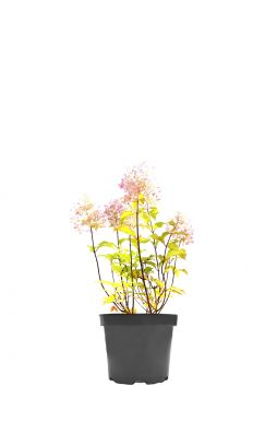 Гортензия метельчатая Диамантино (Diamantino)