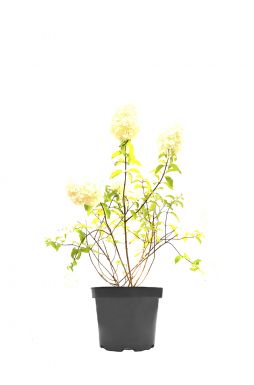 Гортензия метельчатая Кэндлайт (Candlelight)