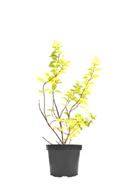 Гортензия метельчатая Литл Лайм (Little Lime)
