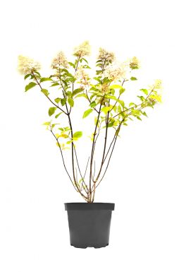 Гортензия метельчатая Фантом (Phantom)