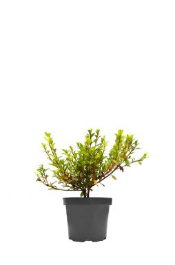 Азалия японская Петтикоут (Petticoat)