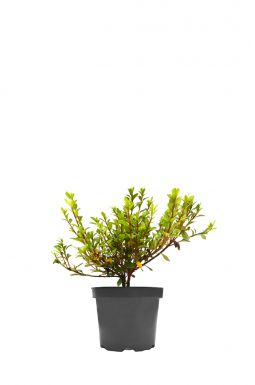 Азалия японская Петтикоут (Petticoat)