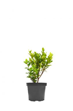 Азалия японская Пурпуртраум (Purpurtraum)