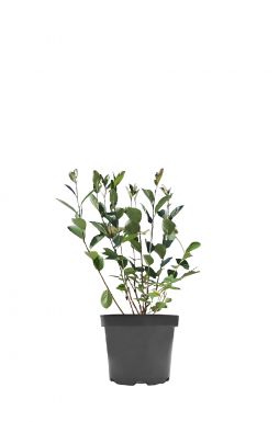 Арония Бриллиант (Brilliant)