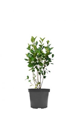 Арония Викинг (Viking)