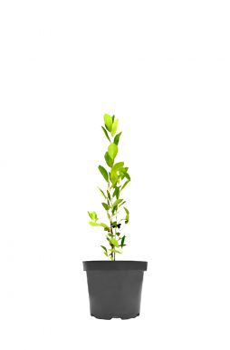 Арония Хукинг (Hugin)