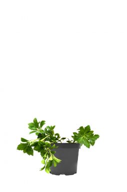 Пахизандра верхушечная Грин Карпет (Green Carpet)