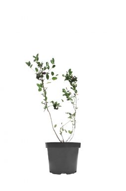 Арония крупноплодная черноплодная на штамбе