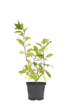 Гортензия метельчатая Грандифлора (Grandiflora)