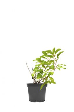 Гортензия метельчатая Грейт Стар (Great star)