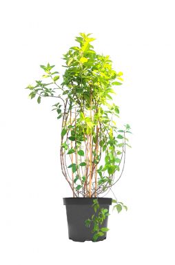 Гортензия метельчатая Лаймлайт (Limelight)