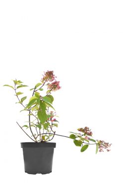 Гортензия метельчатая Мэджикал Гималая (Magical himalaya)