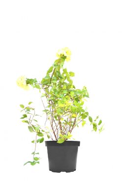 Гортензия метельчатая Полар Бир (Polar Bear)