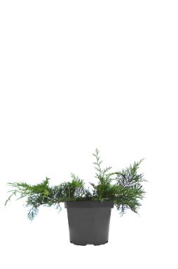 Микробиота перекрестная