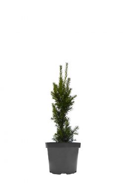 Тис средний Фастигиата (Fastigiata)