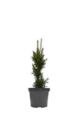 Тис средний Фастигиата (Fastigiata)