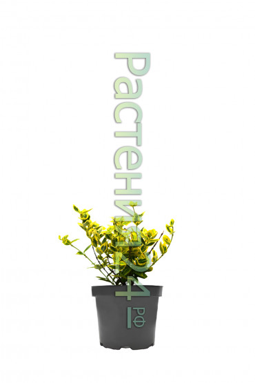 Бересклет форчуна Санспот (Sunspot)