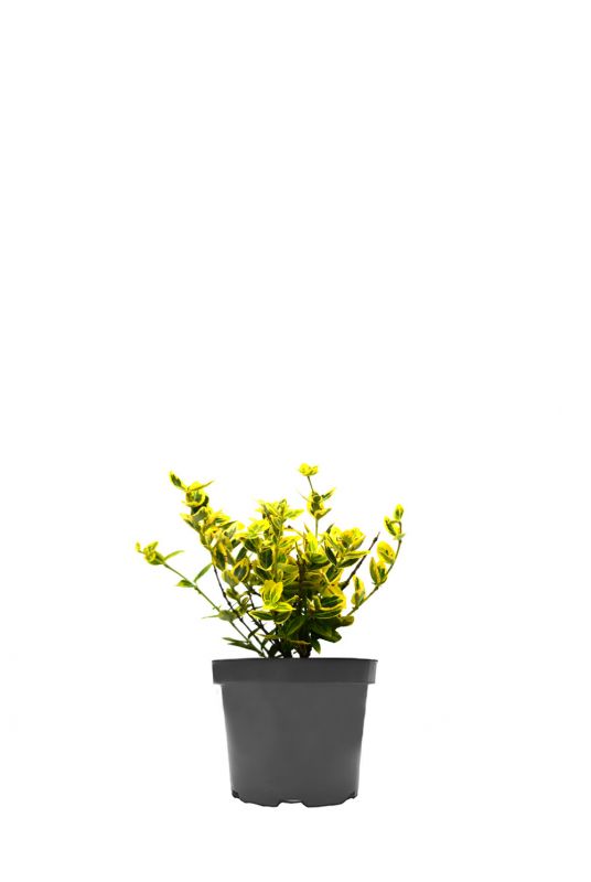 Бересклет форчуна Санспот (Sunspot)