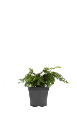 Тис ягодный Элегантиссима (Elegantissima)