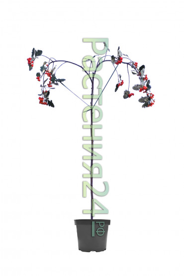 Рябина ария Магнифика (Magnifica)