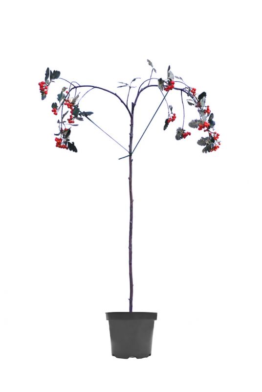 Рябина ария Магнифика (Magnifica)