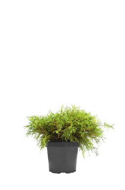 Кипарисовик горохоплодный Нана (Nana)