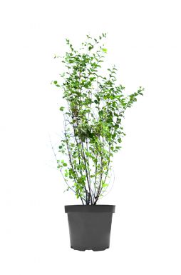 Снежноягодник доренбоза Вайт Хедж (White Hedge)