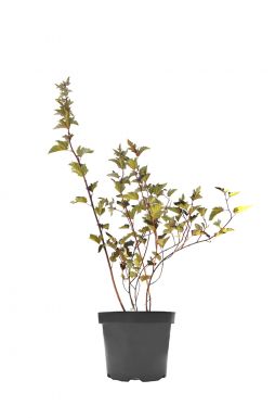 Пузыреплодник калинолистный Андре (Andre)