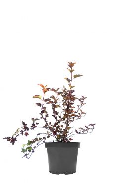 Пузыреплодник калинолистный Леди ин Ред (Lady in Red)